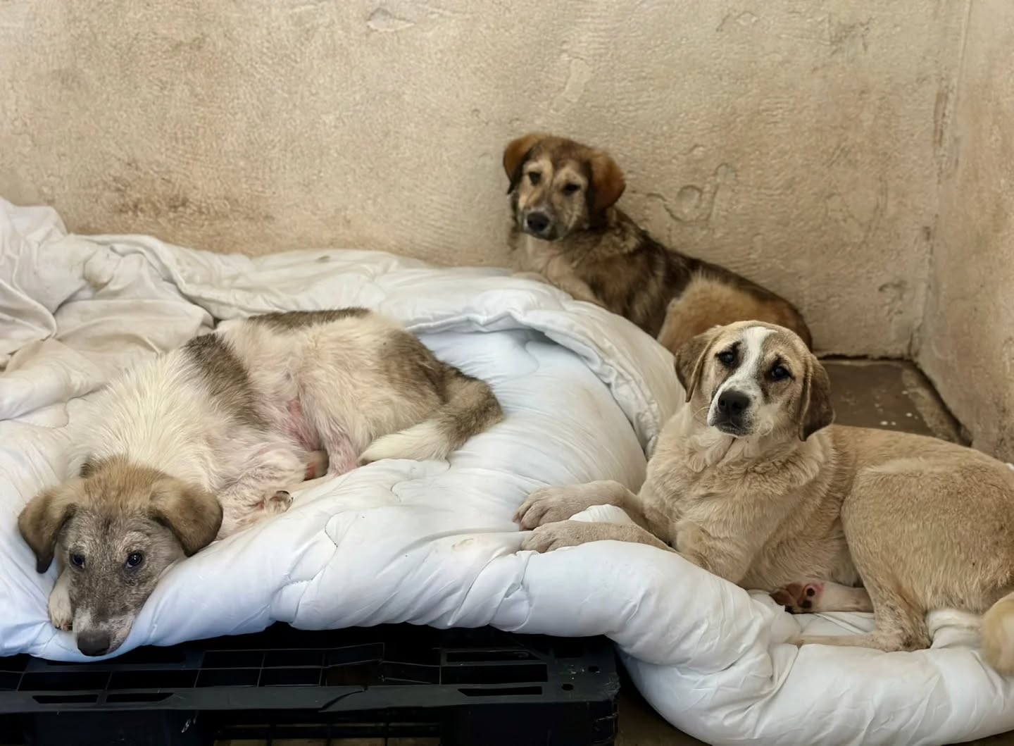 Молба од ЈП Лајка: Граѓаните да донираат ќебиња за кучињата во стационарот