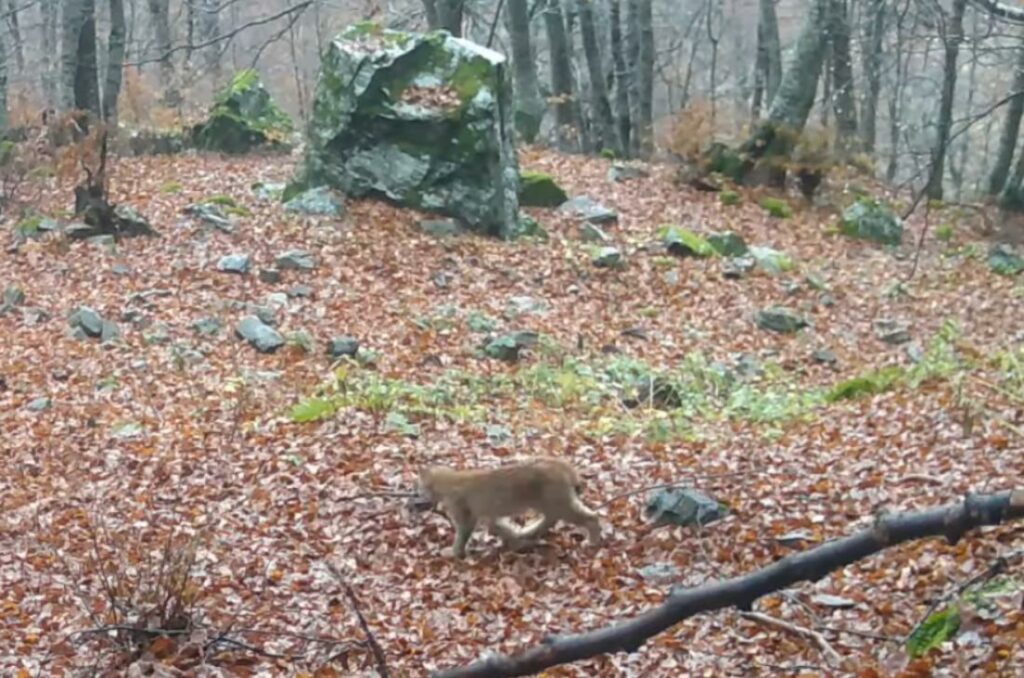 Рис Шар Планина