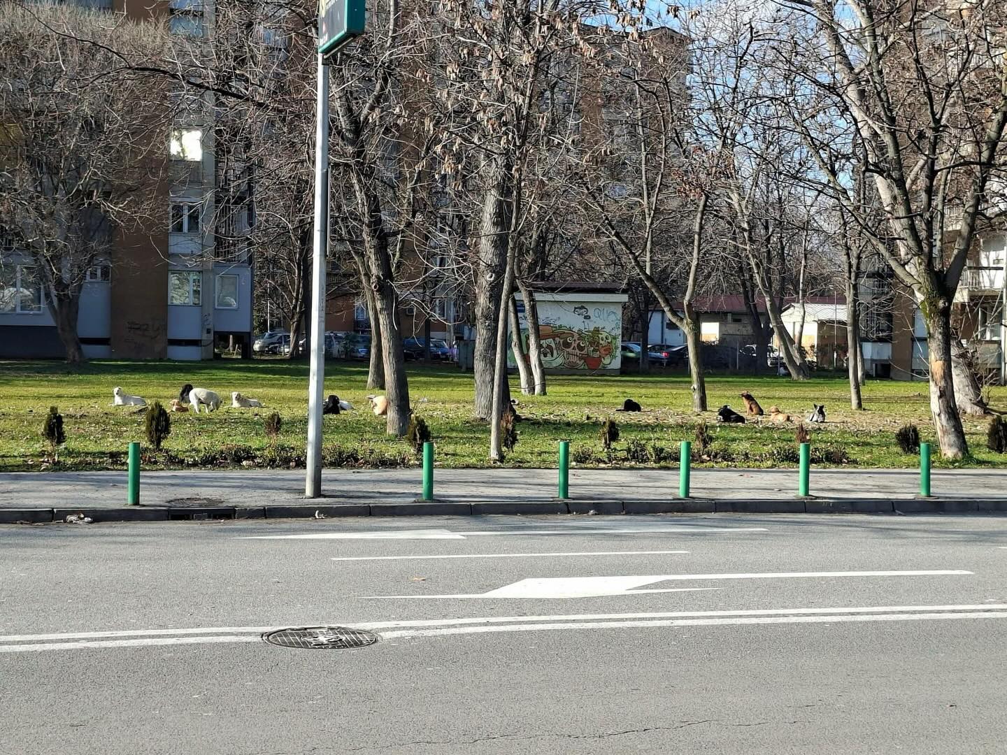 Нова глутница кучиња во Карпош – Лајка прашува кој врши дислокација на бездомни животни