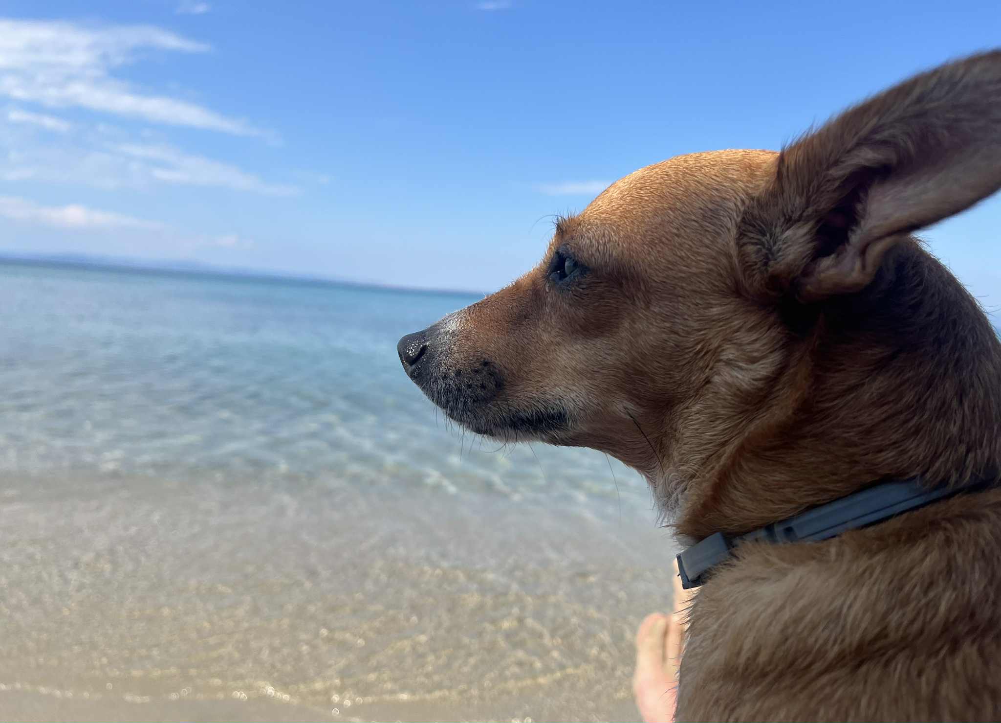 Љиљана – симболот на првиот здив на Петс.мк