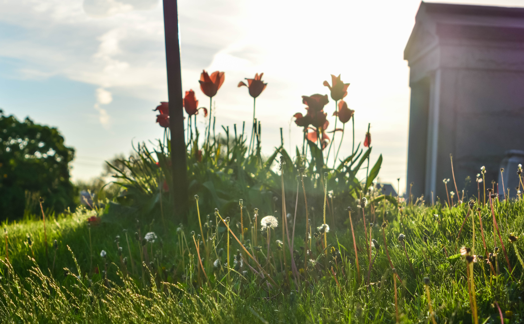 Се трасира патот за отворање гробишта за домашни миленици