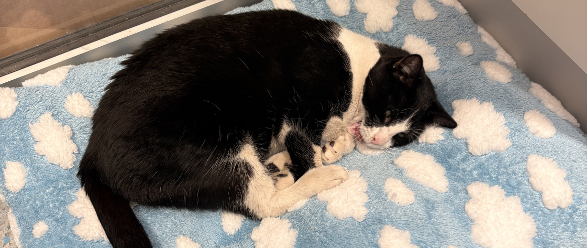 Малата „вработена“ што не ја оставија зад себе: Бетмен продолжува со смена и во новиот маркет на ДМ